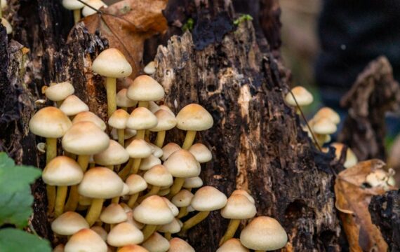 Meble i ściany z grzybni w domu – akustyka, lekkość i ekologia w praktyce