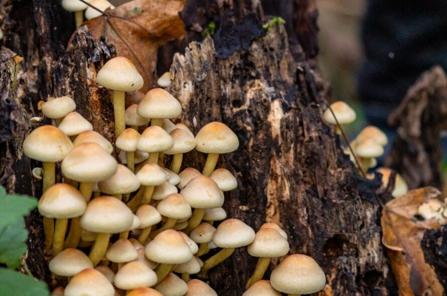 Meble i ściany z grzybni w domu – akustyka, lekkość i ekologia w praktyce